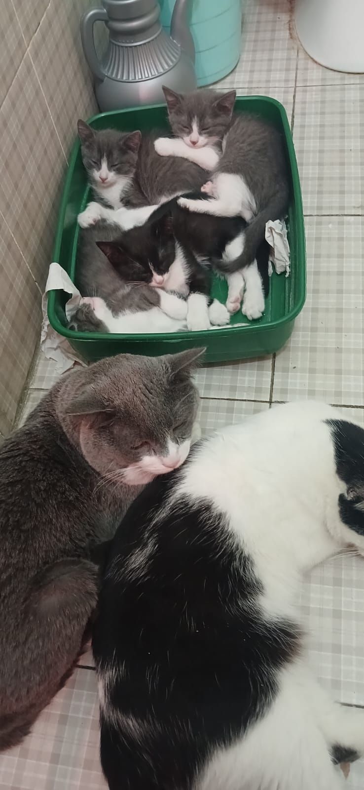 Котят в добрые руки отдадим
