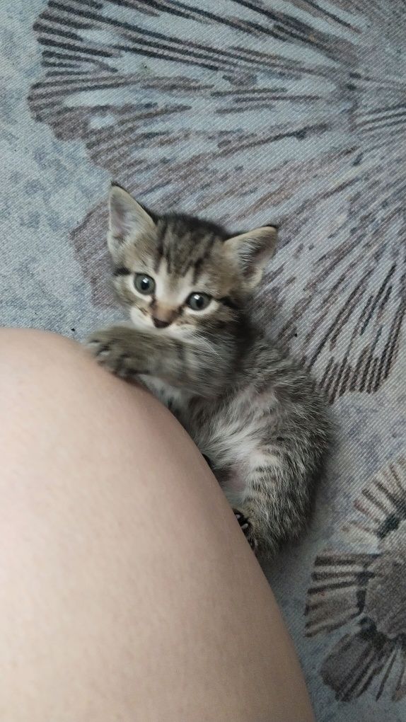 Отдам котенка девочка