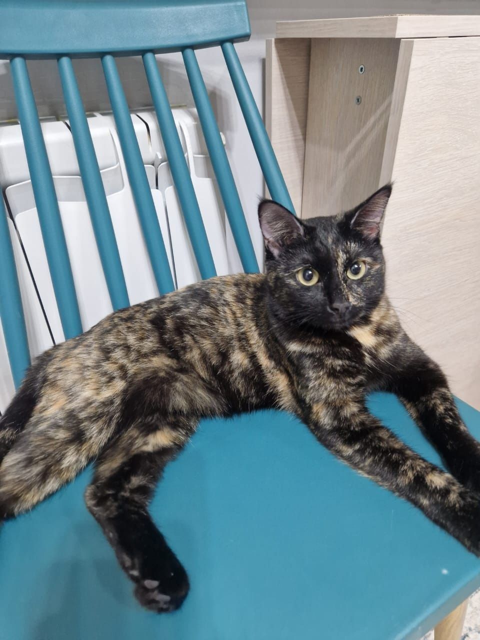 Кошечка котят не будет. В надёжные руки