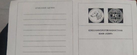 Продам Американскую Акиту