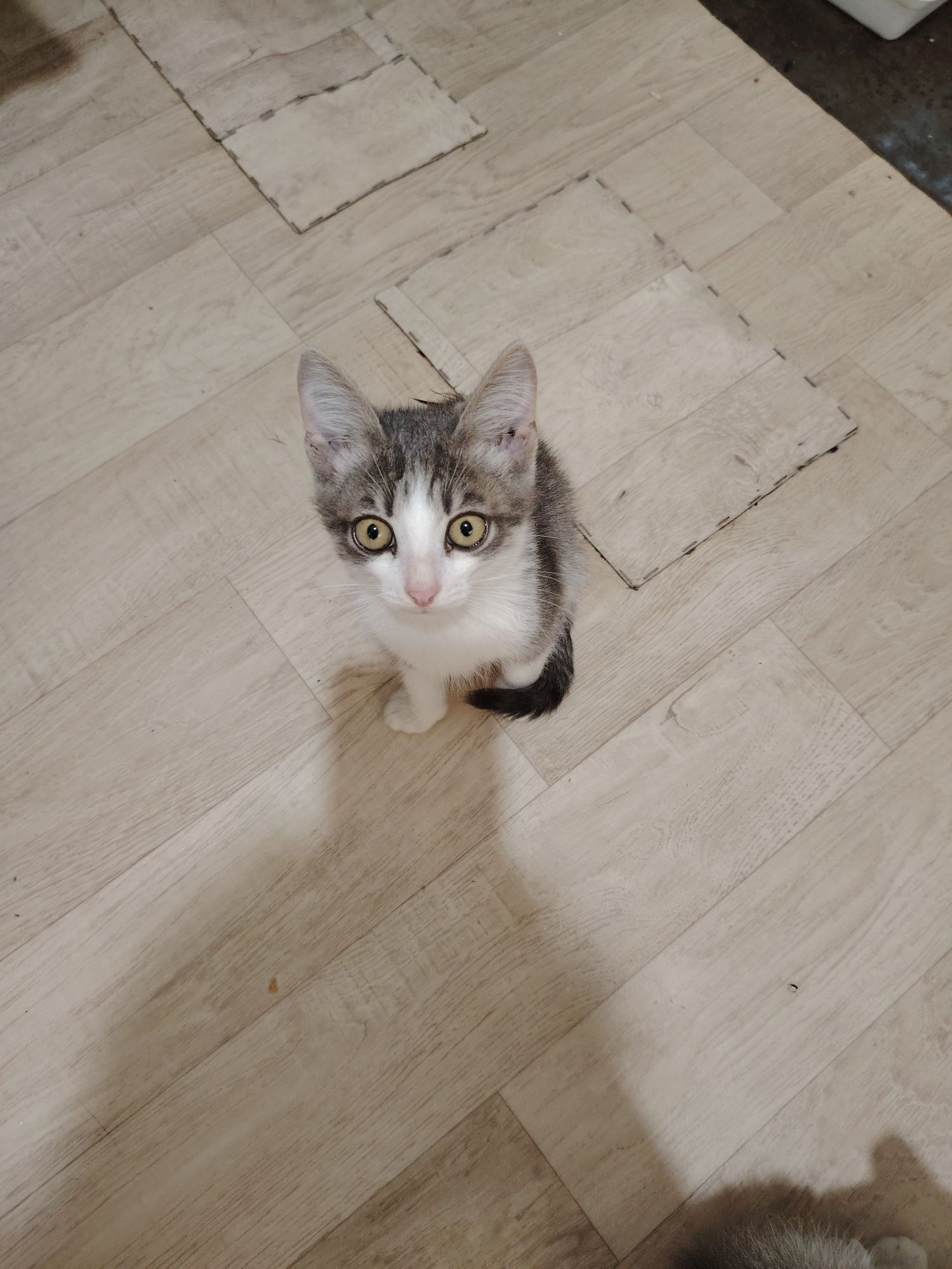 Отдам котят, 3 мальчика, к лотку приучены, чистые домашние