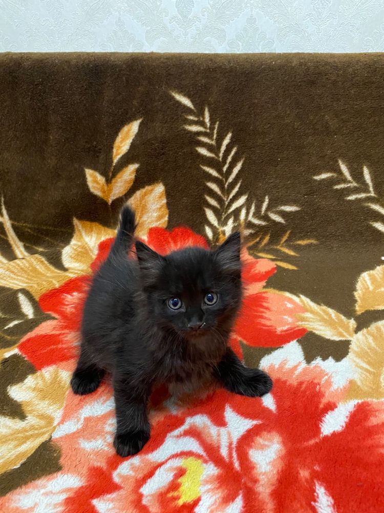 Отдаем черных котят в добрые руки (кот, котенок)