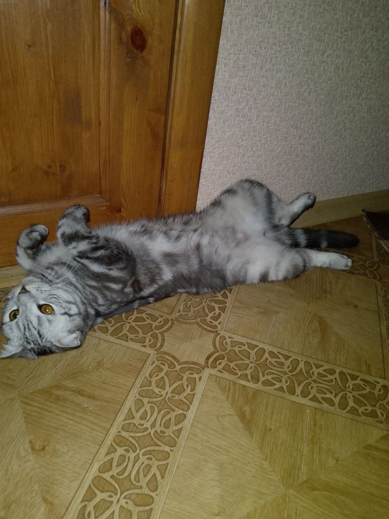 Вязка шотландского вислоухого