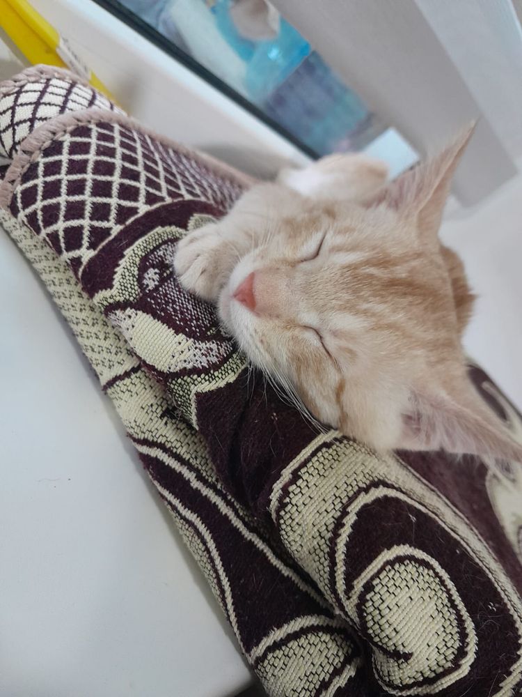 Отдам котика в хорошие руки