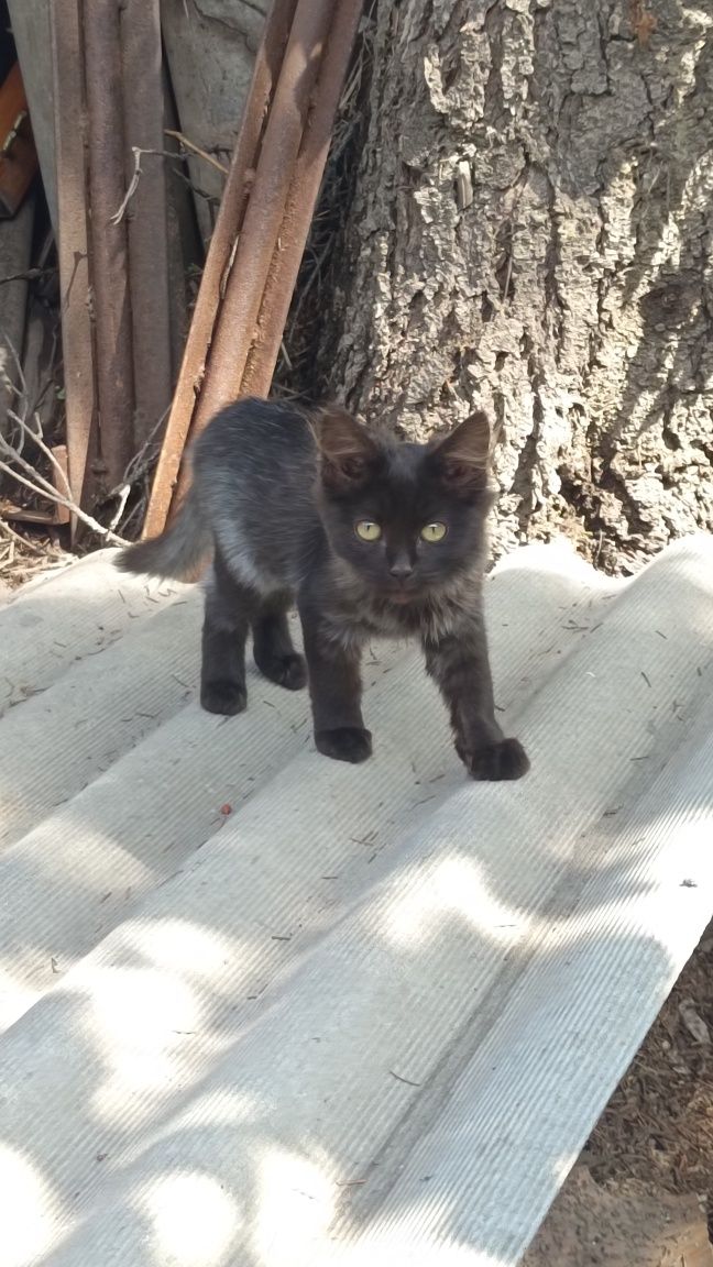 Милые котята, неизвестной породы