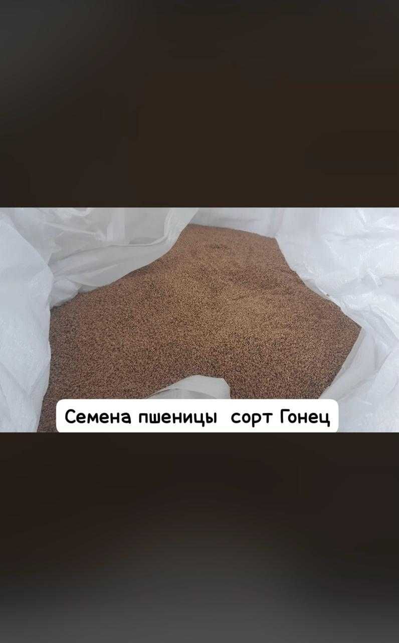 Кострец,Донник,Житняк,Люцерна,Эспарцет,Суданка,Вика,Фацелия,Пшеница