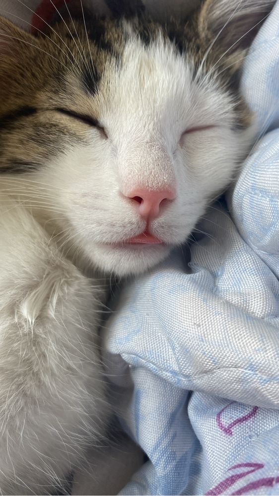 Отдам котята в добрые руки