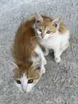 Рыжие котятя в хорошие рукий