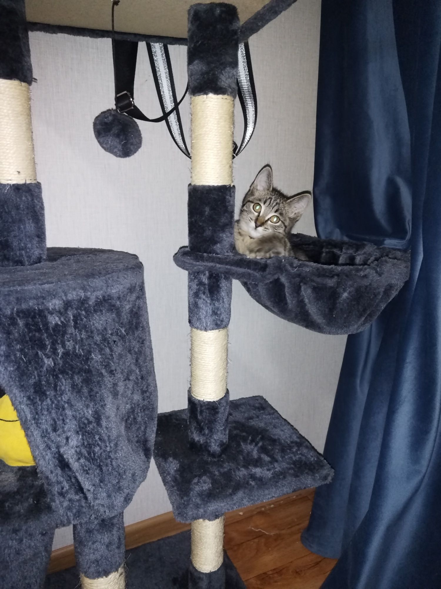 Котёноку срочно нужен дом!!!