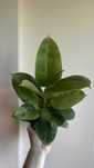 Фикус эластика шривериана (Ficus elastica Schriveriana)