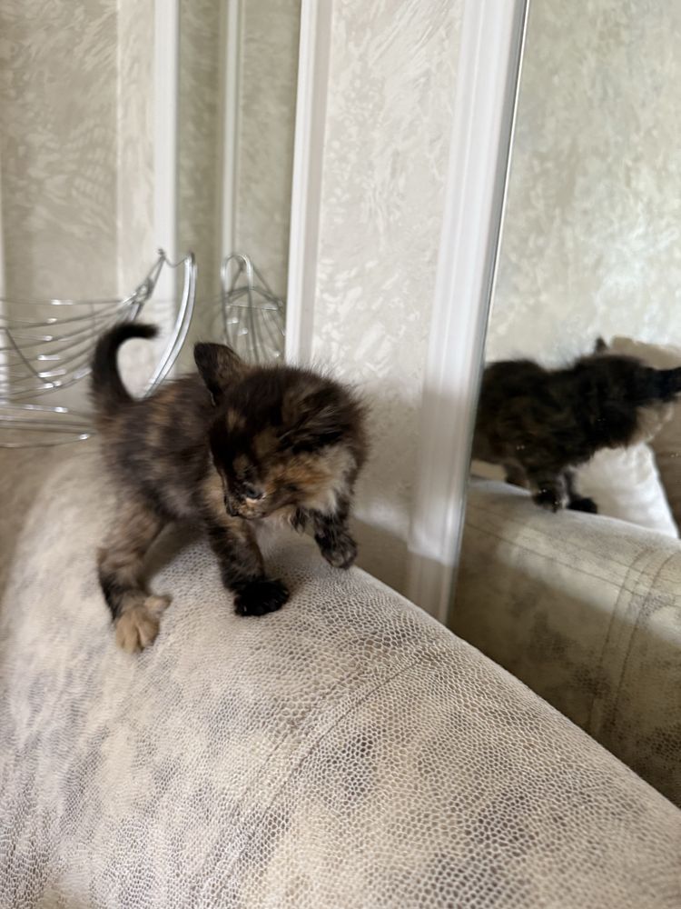 Отдам котят домашних
