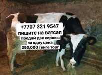 Продаю 2 молочных тёлочек