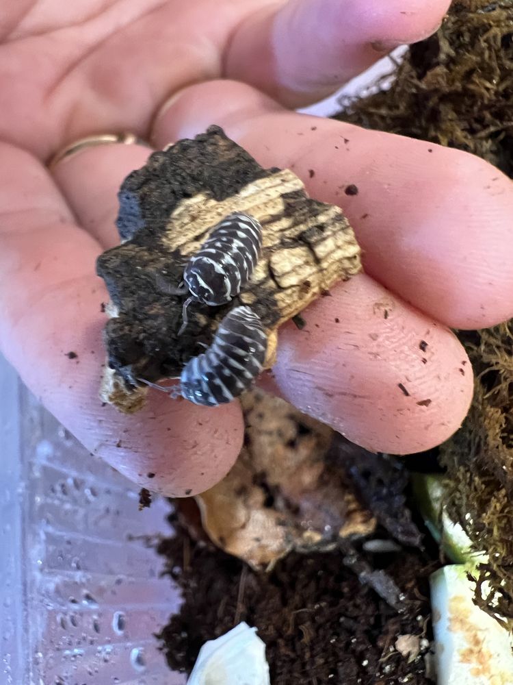 мокрицы Armadillidium maculatum