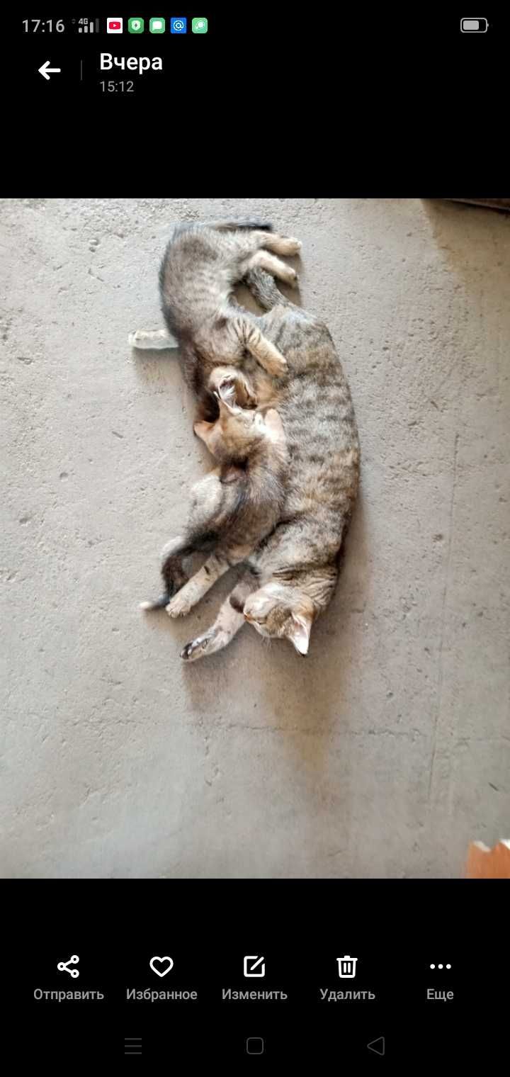 Котята в добрые руки