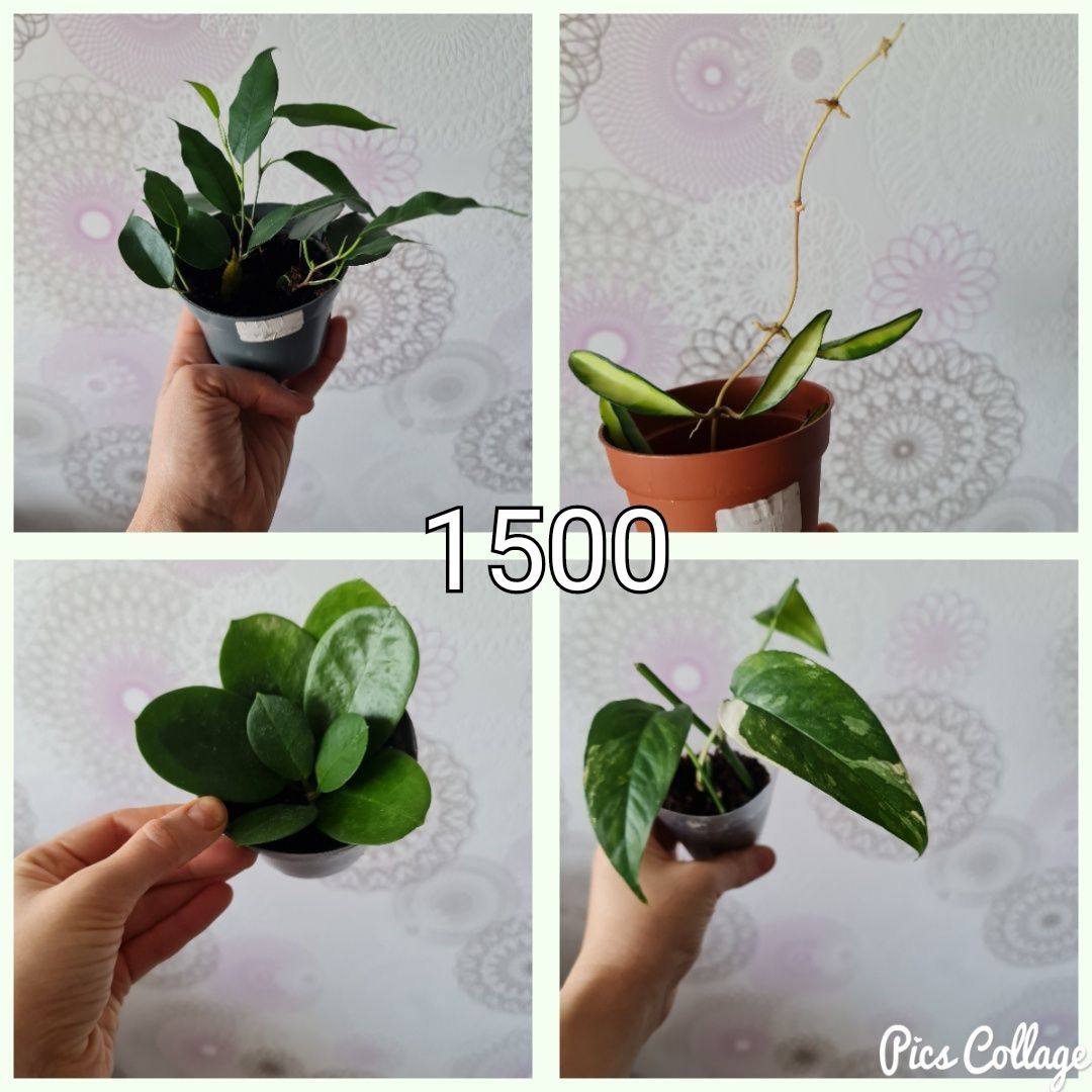 Продам комнатные растения