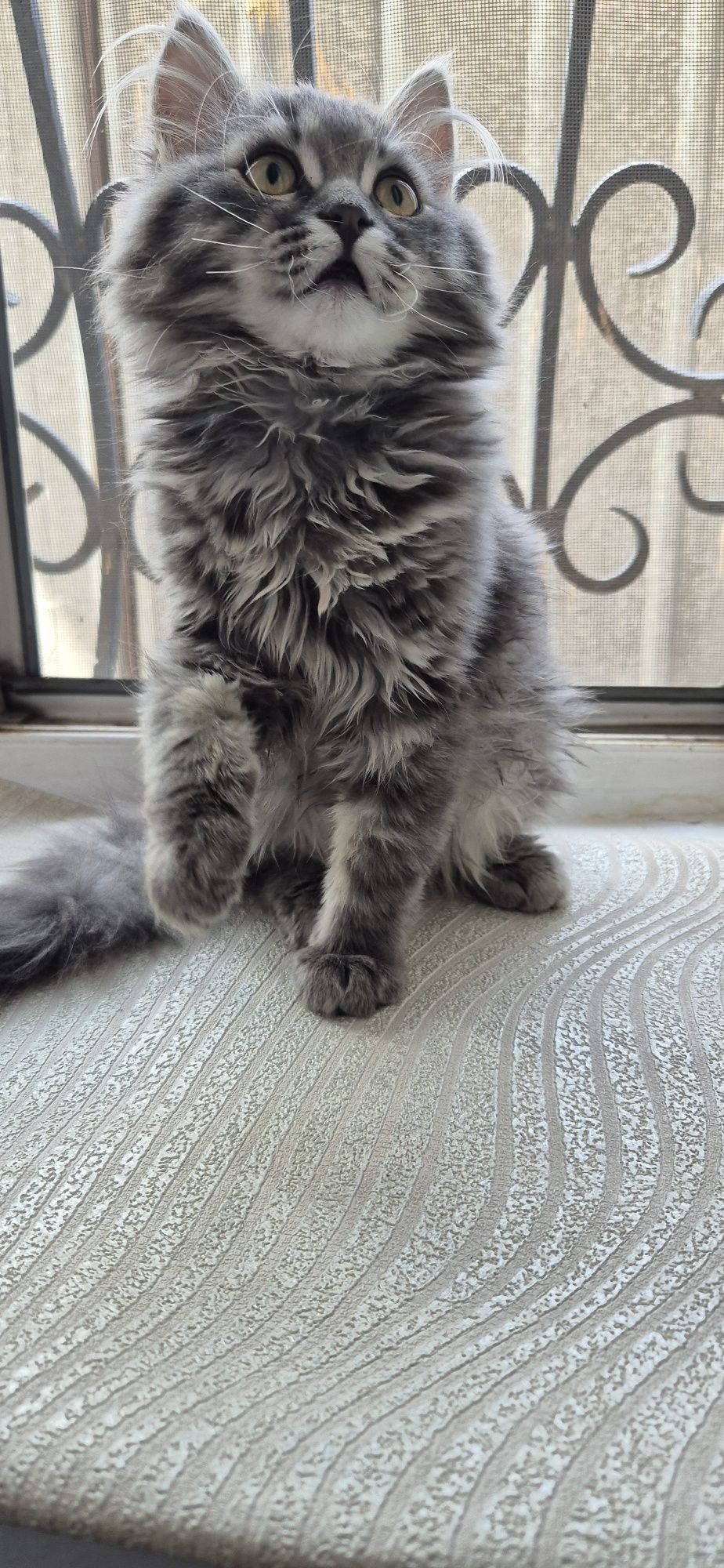 Скоттиш страйт прямоухий