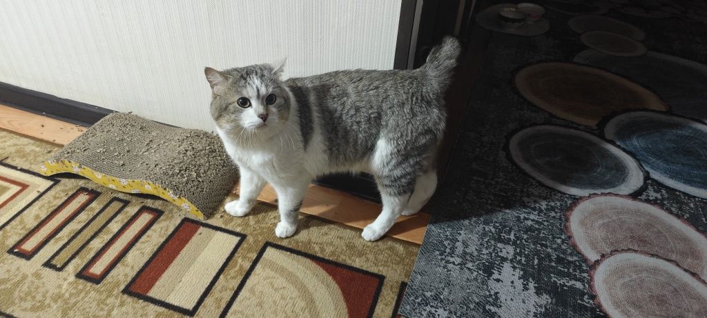 Отдам кота в хорошие руки
