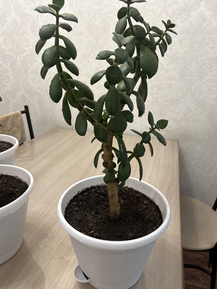 Продам денежное дерево