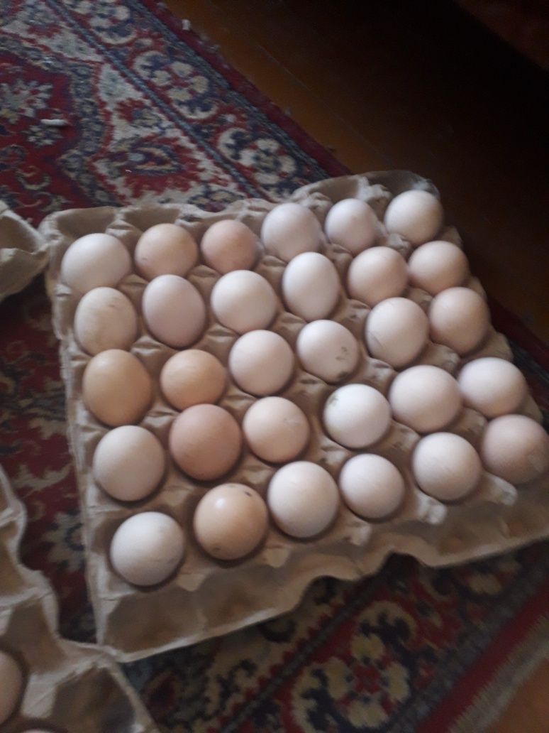 Яйца домашние куриные