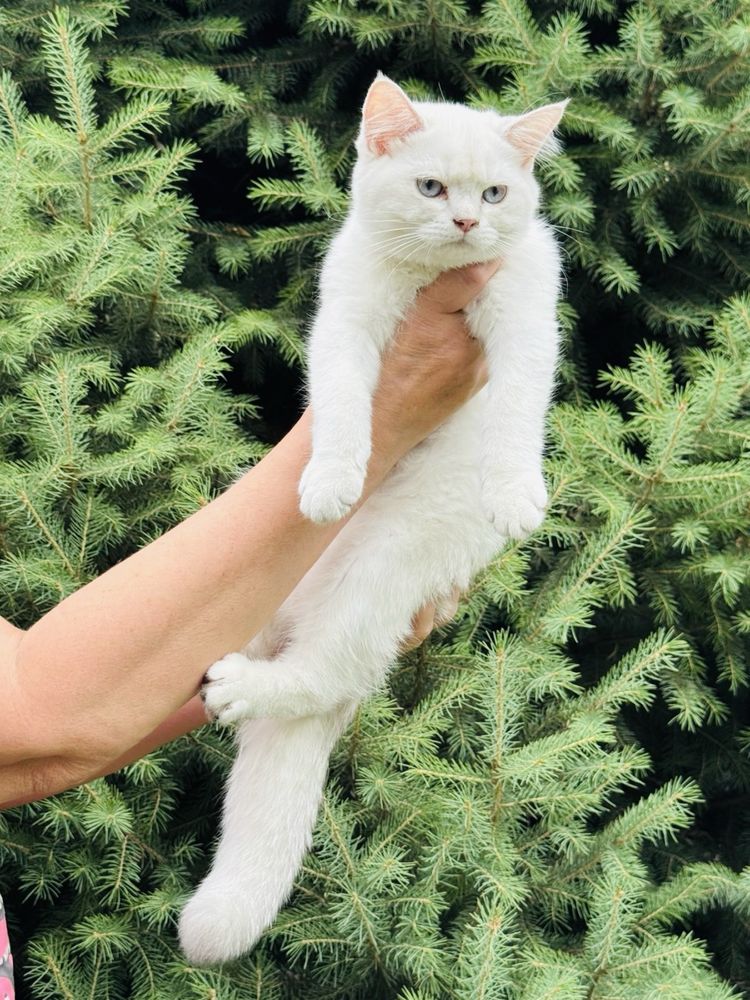 Британские котята серебристого окраса