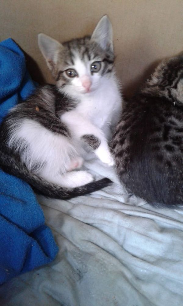 Отдам котят в хорошие руки