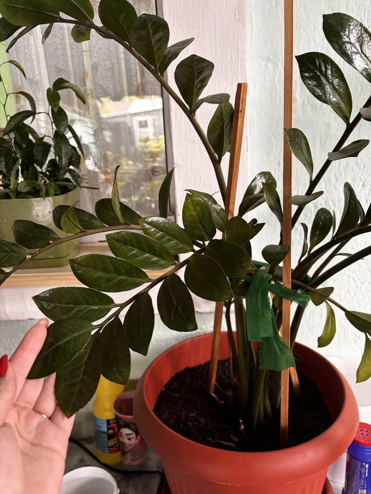 Продам замиокулькас доллоровое дерево