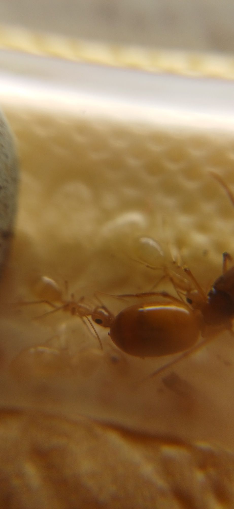 Муравьи Желтые Camponotus Fedtschenkoi