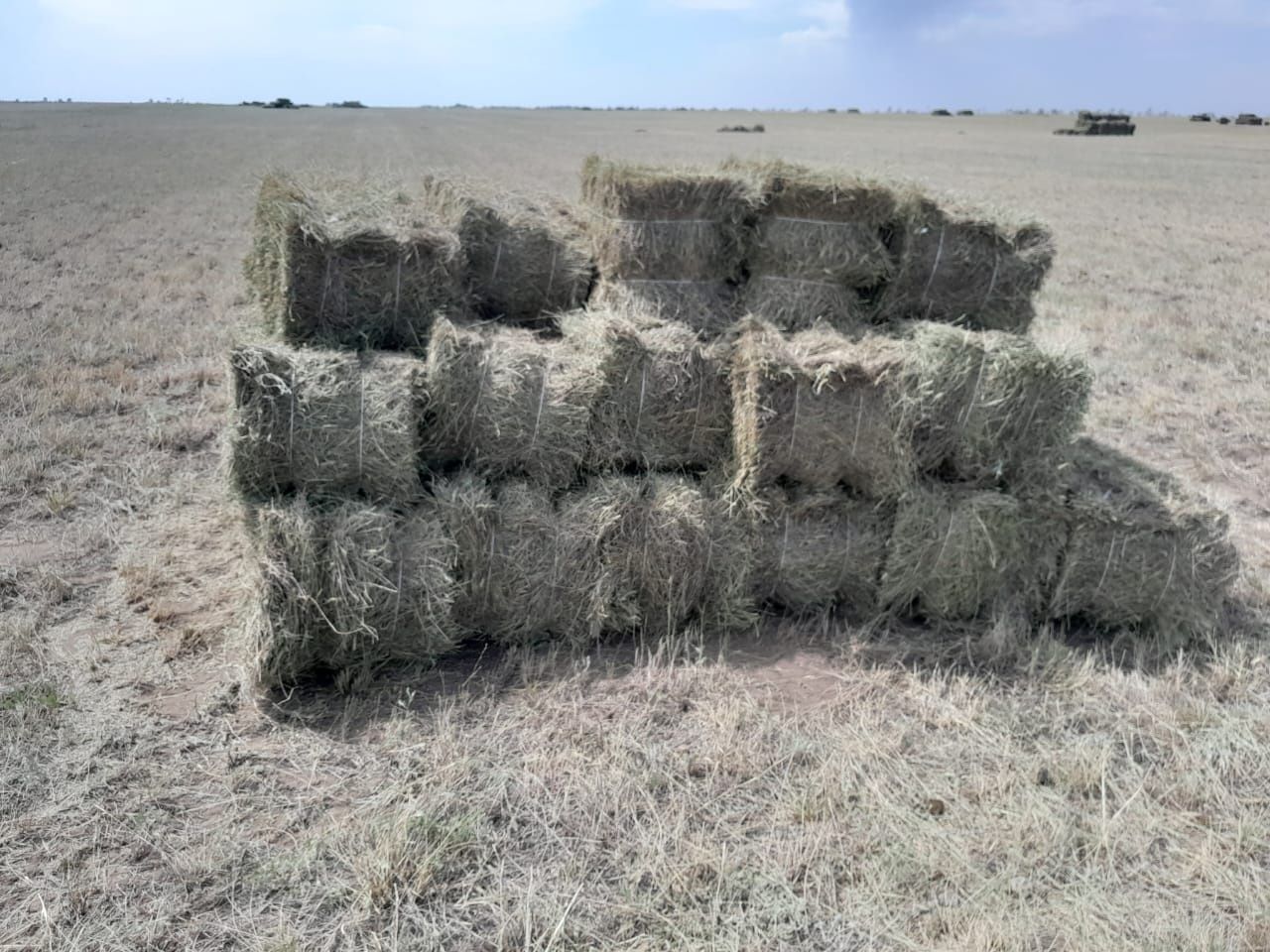 Продам сено в тюках. ЖЕТНЯК. Разнотравие.