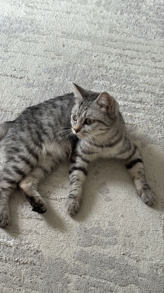 Котенка в добрые руки!