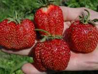 Продам рассаду клубники фестивальная и лорд