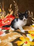 Отдаем котенка в добрые руки (кошка, котенок)