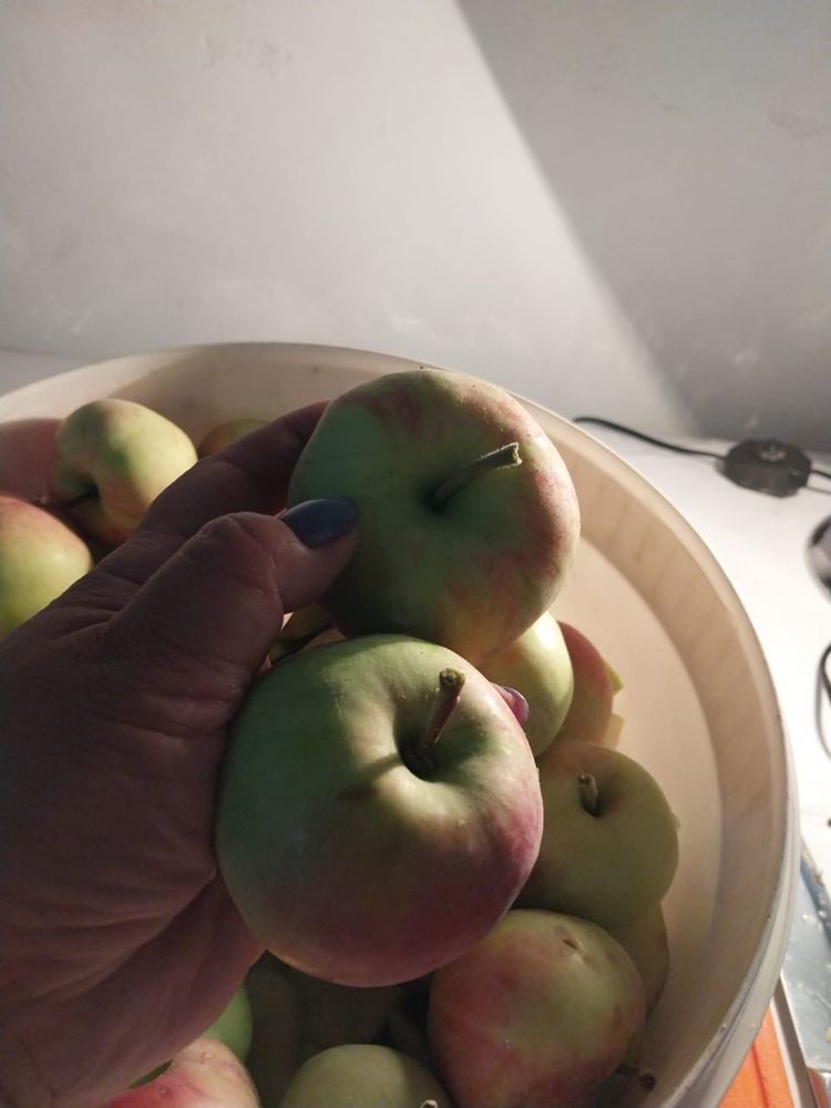 Продам домашние яблоки