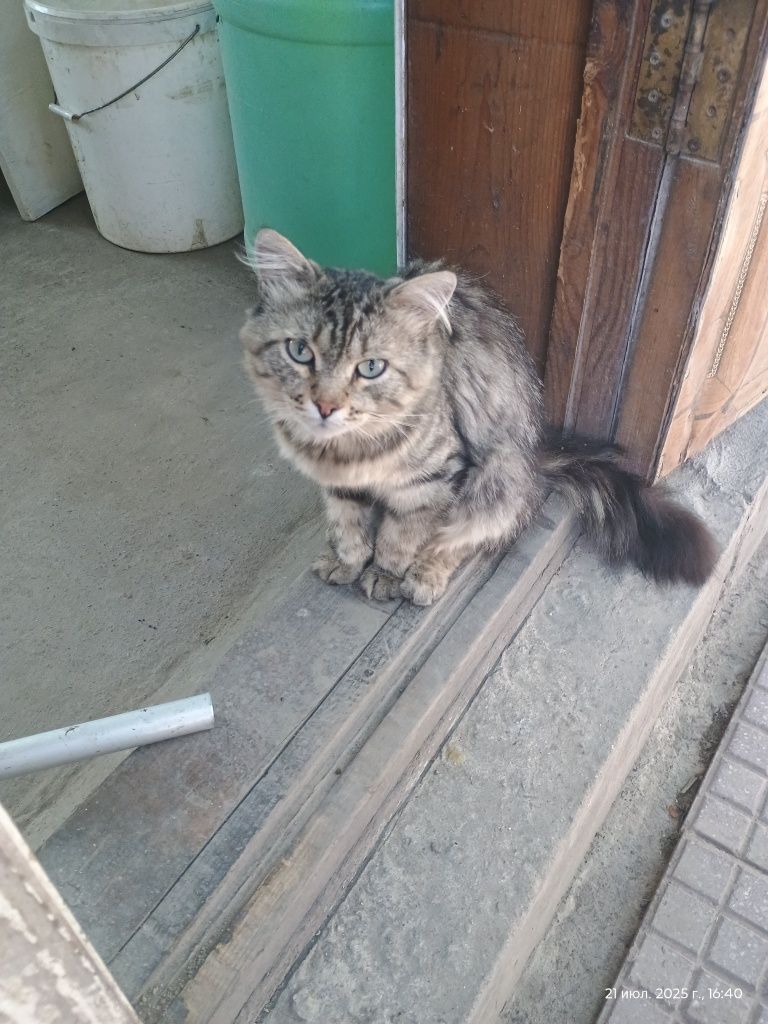 Отдаем котов в добрые руки!