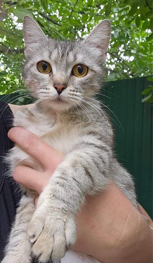 Кошечка ищет хозяев