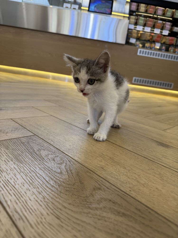 Котёнок ищет семью