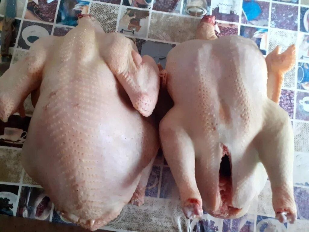 Продам мясо домашних индюков гусей уток индауток бройлер много в налич