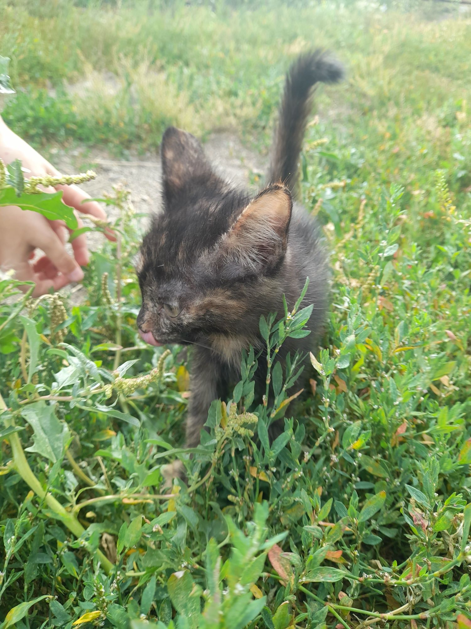 Отдам самую красивую малышку