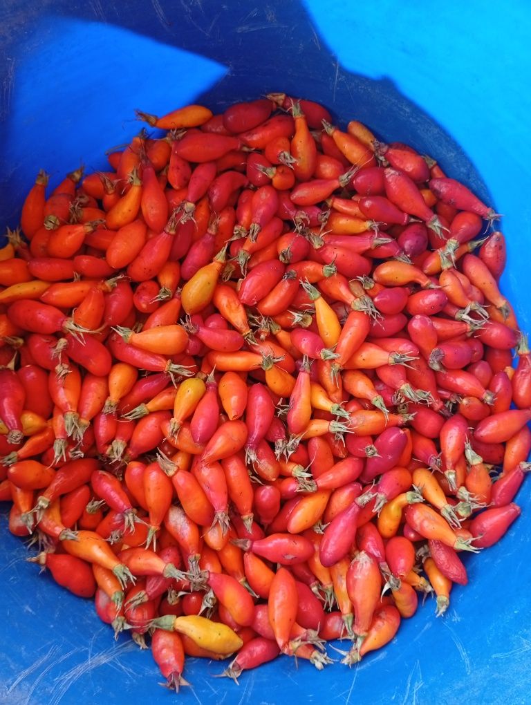 Продам  шиповник,800тг литр