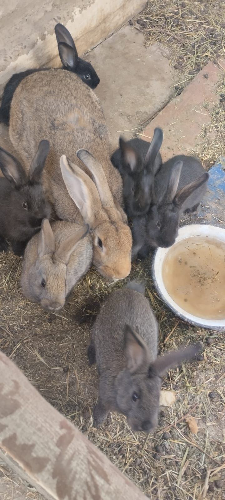 Срочно продам кроликов