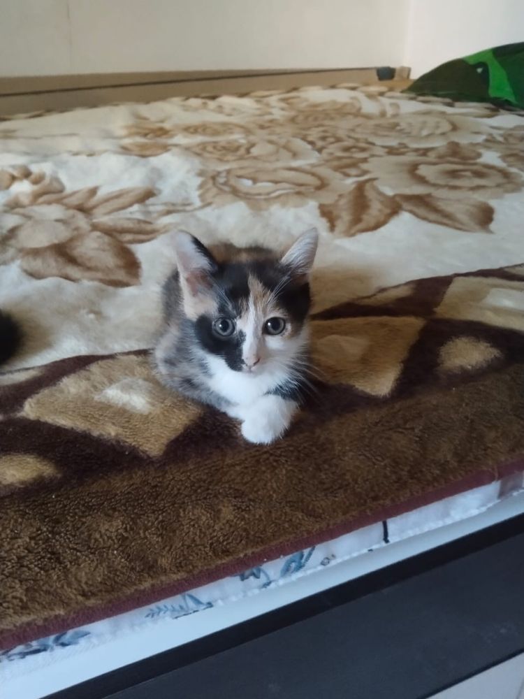 Котёнок два месяца