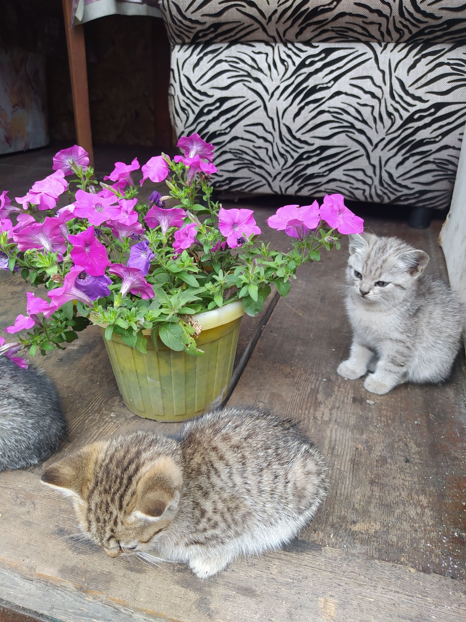 Котята  Скоттиш страйт