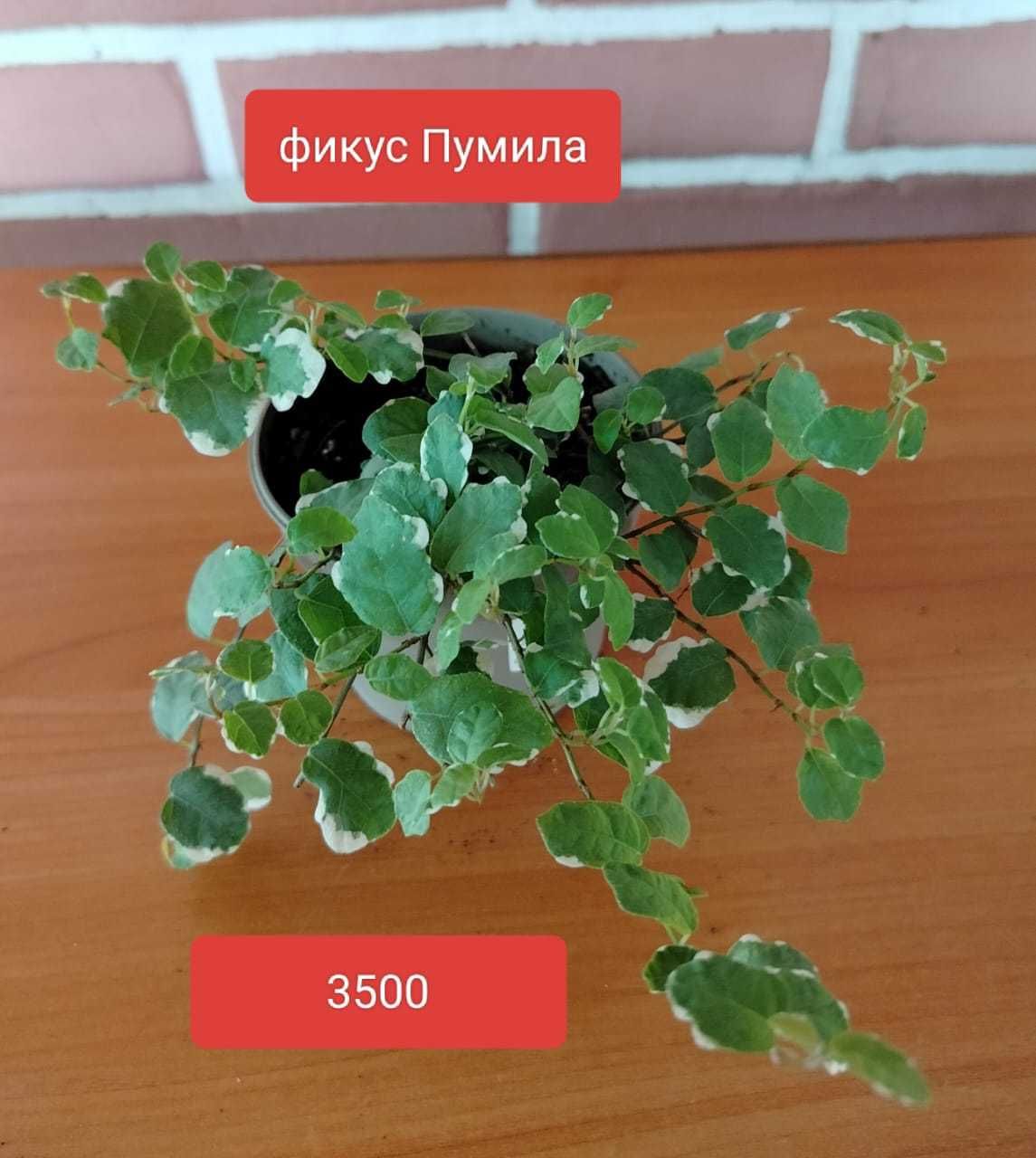 Комнатные растения.