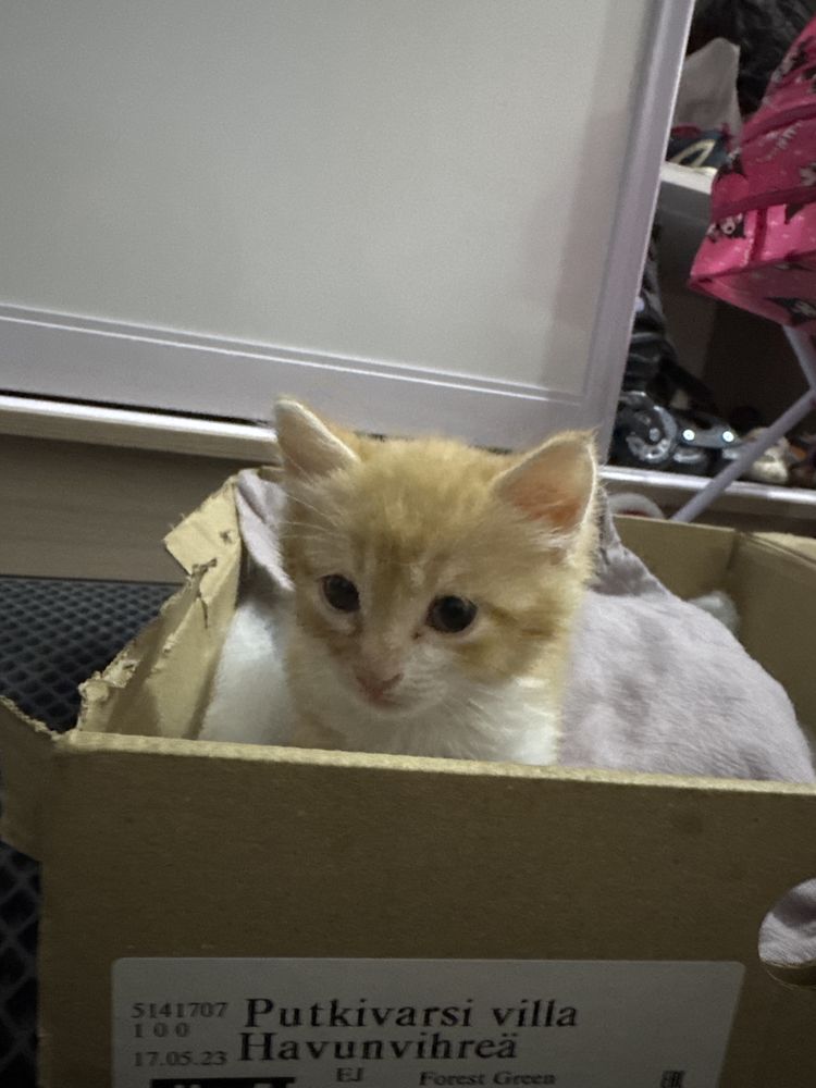 Отдам котенка бесплатно
