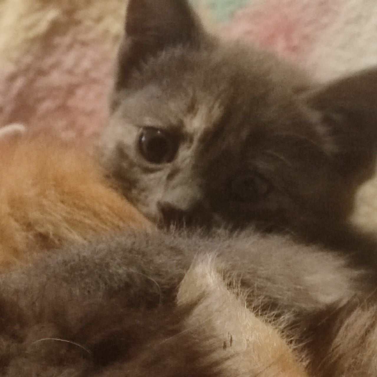 Милые котята более 2х месяцев