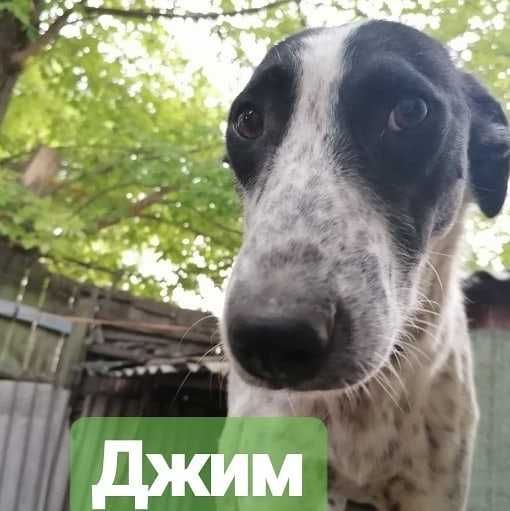 Прекрасный мальчишка Джим ищет дом.
