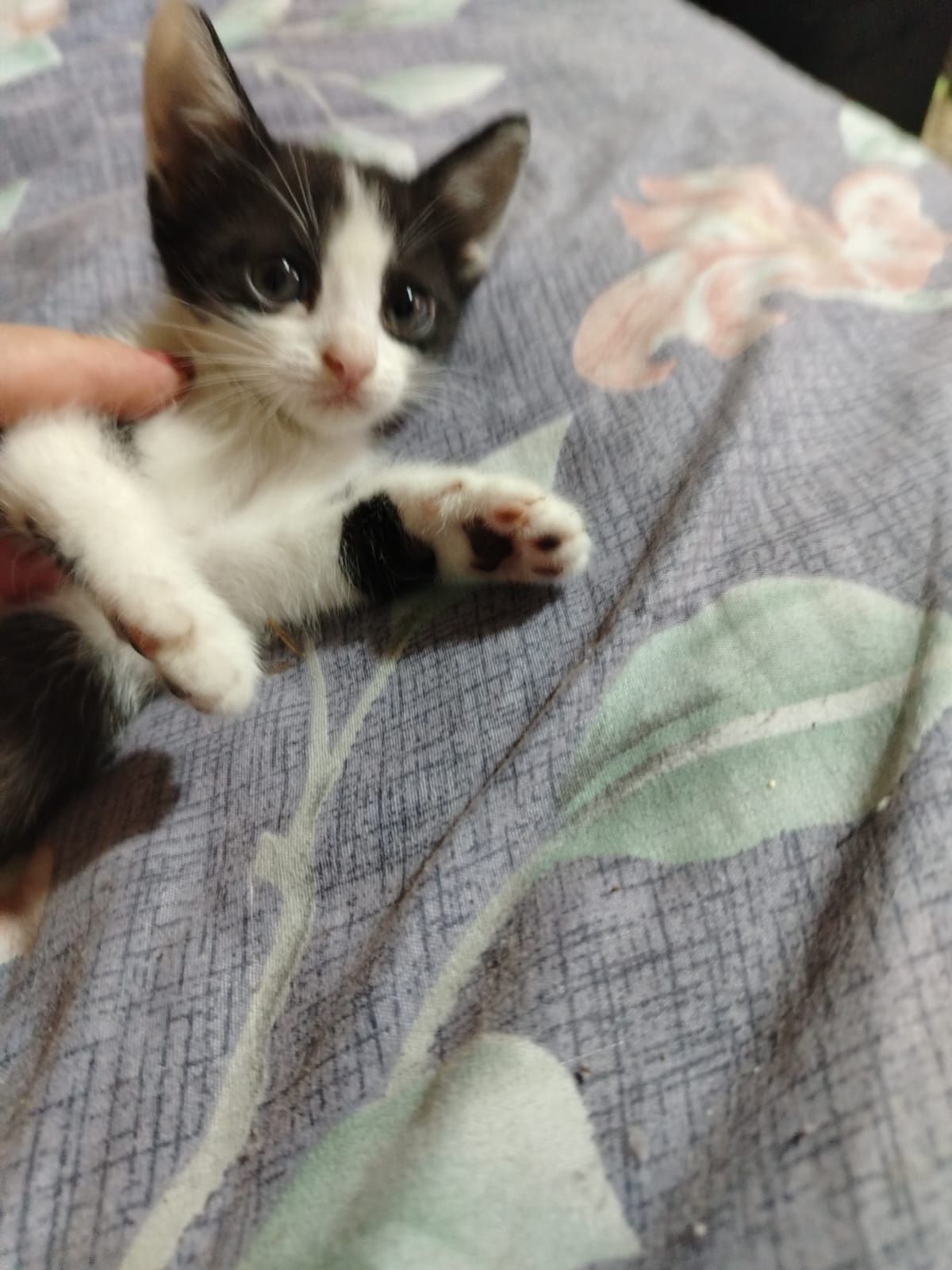 Отдам котенка, две девочки