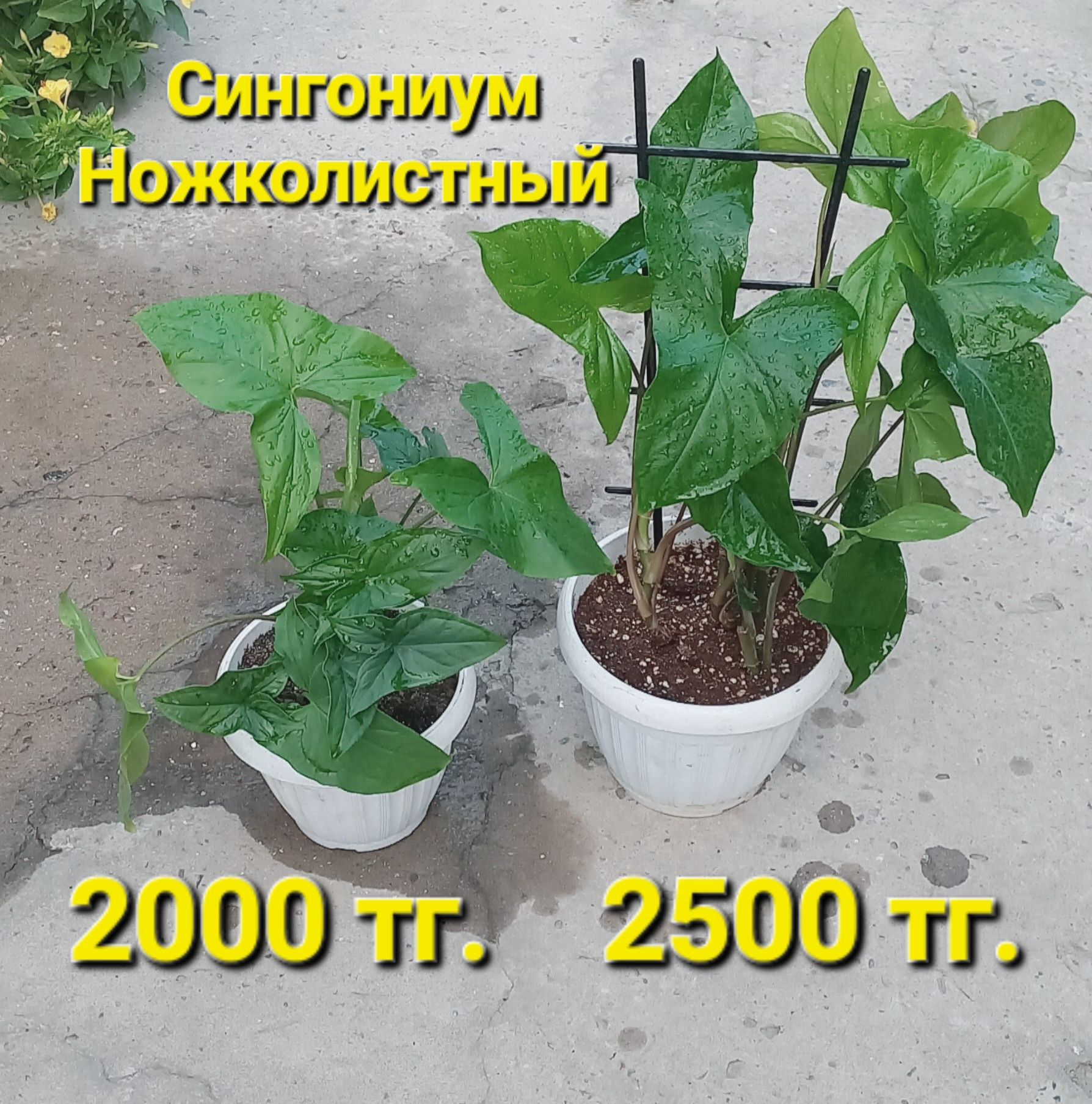 Комнатные растения