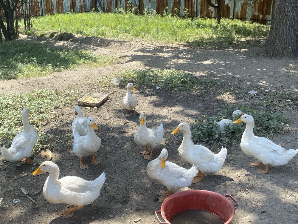 Продам утки 10 штук
