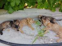 Отдам котят в добрые руки