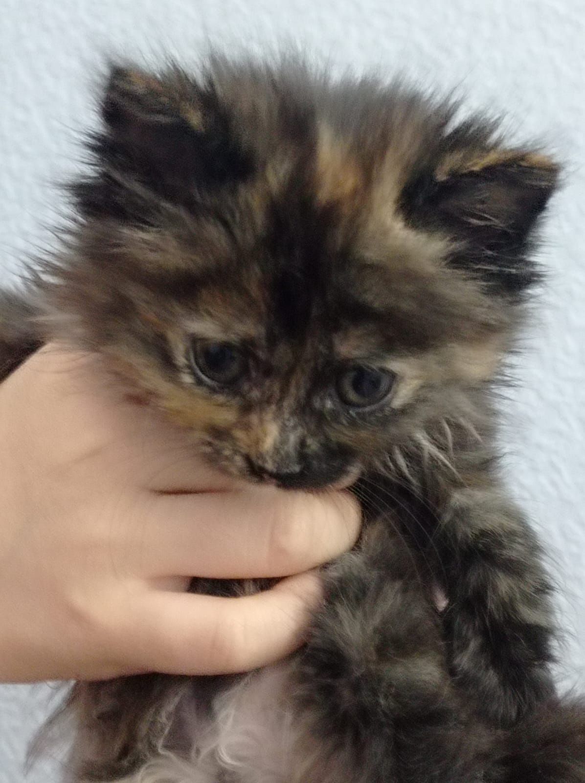 Отдам котят в хорошие руки